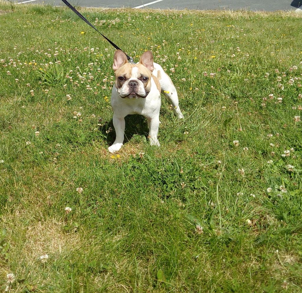 Lulu castagnette du Chien Beauté