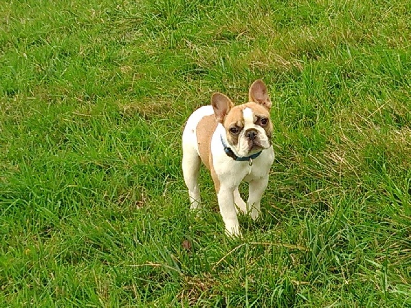 Lulu castagnette du Chien Beauté