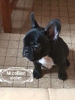 collier Violet