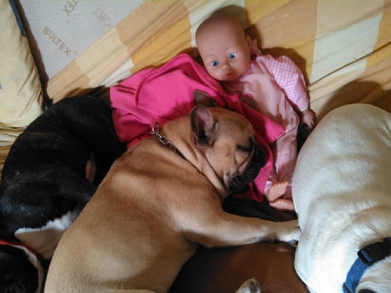 chiots de Hercule & Flore