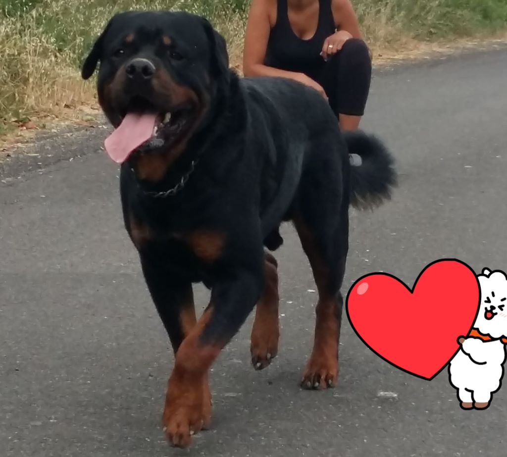 photos des Males Nés chez nous a l'élevage