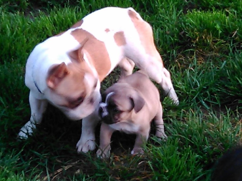  AL'élevage des bouledogue f