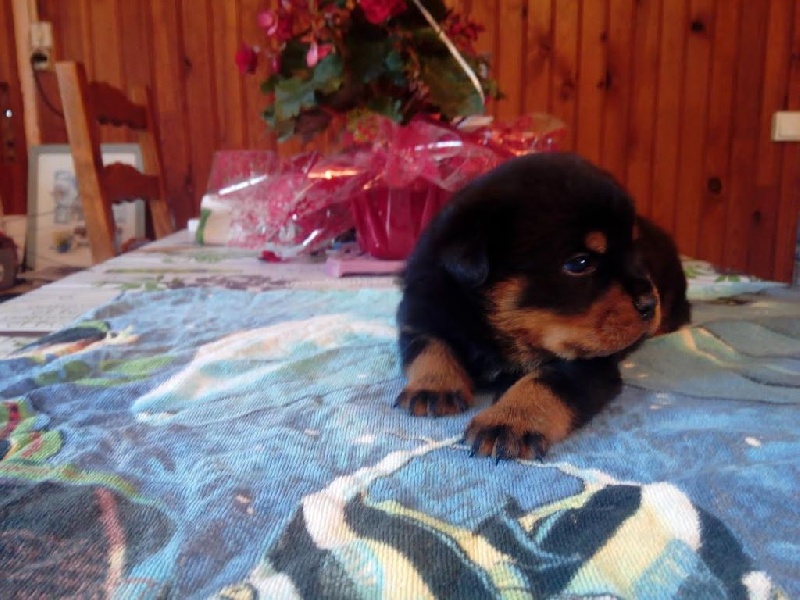 Chiot Rottweiler des gladiateurs de la nuit