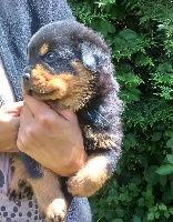 CHIOT Bleu