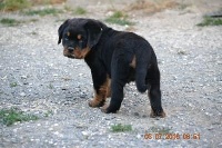 CHIOT 